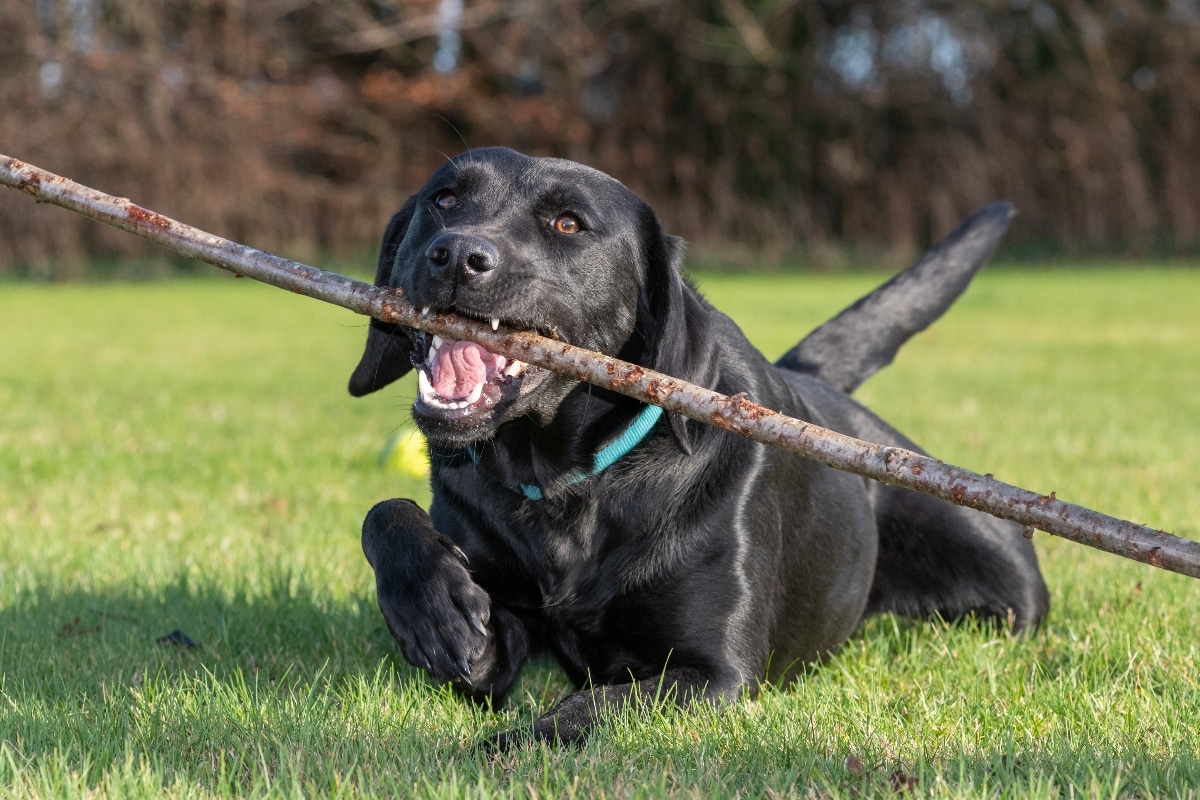 Labrador Retriever grinning happily, always ready to play and fetch.