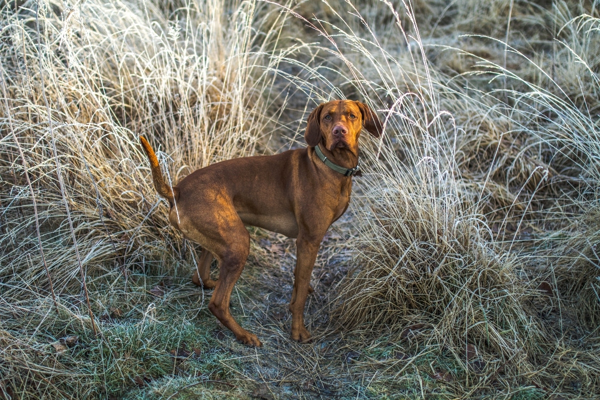 11 Rugged Dog Breeds That Make The Best Hiking Buddies 16 Vizsla is bright and athletic, thriving on long hikes with enthusiasm.