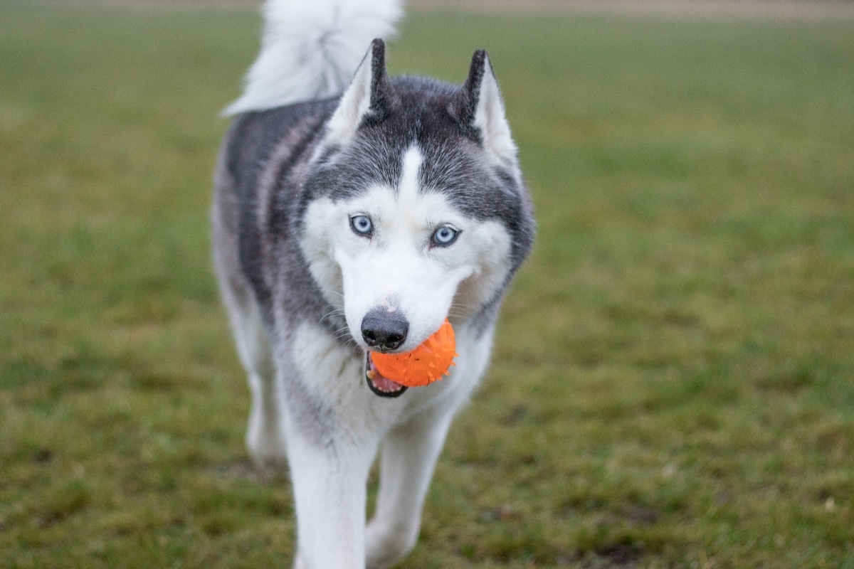 Siberian Husky is mischievous and playful, turning everything into a dramatic game.