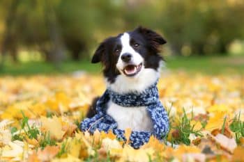 portrait happy positive beautiful black white dog border collie scarf lying colourful 1 350x233 1