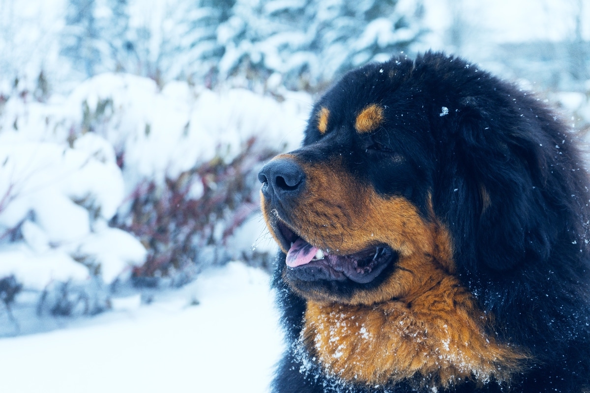 Tibetan Mastiff, thick-coated and calm, enjoying chilly weather with confidence.