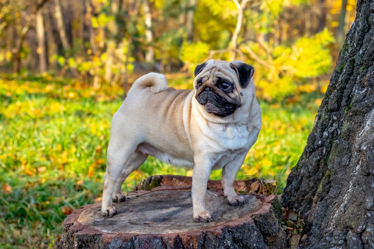 Pug confident, expressive, and boldly unaware of small size