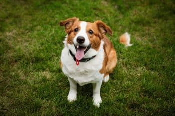 5 Best Puppy Calming Treats & Chews 16 quotfrom walks treats celebrating best dog day everquot 1 350x233 1