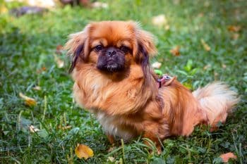 red pekingese puppy playing green grass 1 350x233 1