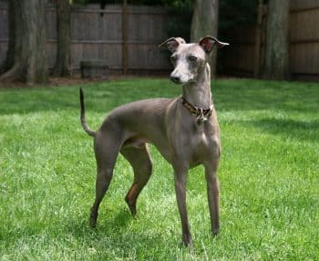 resized 1467px Italian Greyhound standing gray 350x286 1
