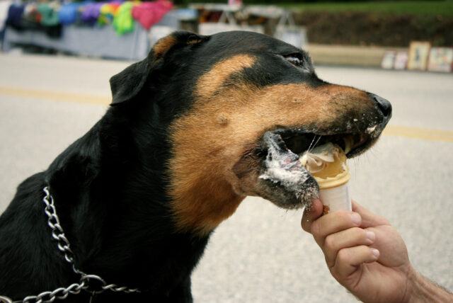 Rottweiler eating best raw dog food.
