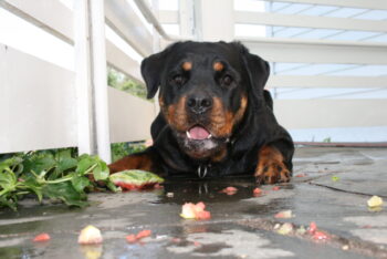 rottweiler 02 e1671868019921 350x234 1