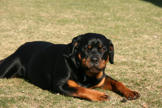 Rottweiler eating best raw dog food.