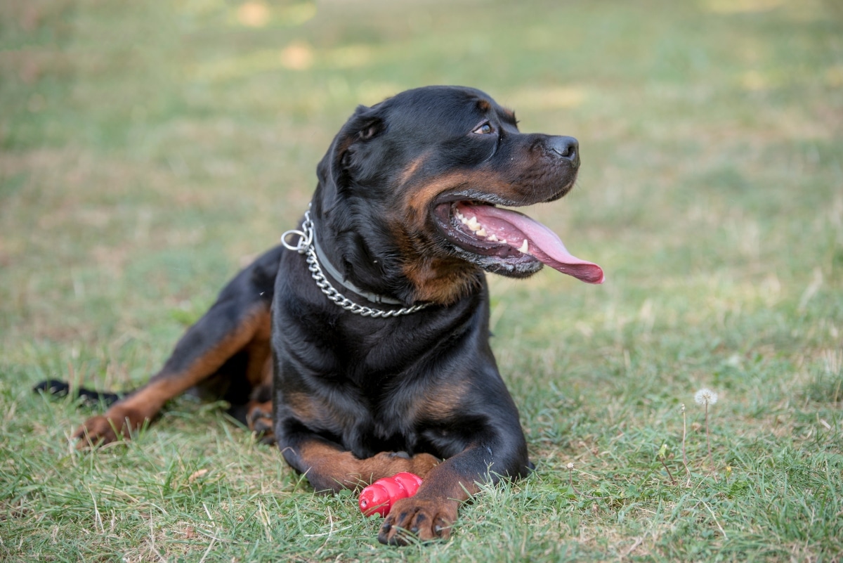 rottweiler with toy resting field 1