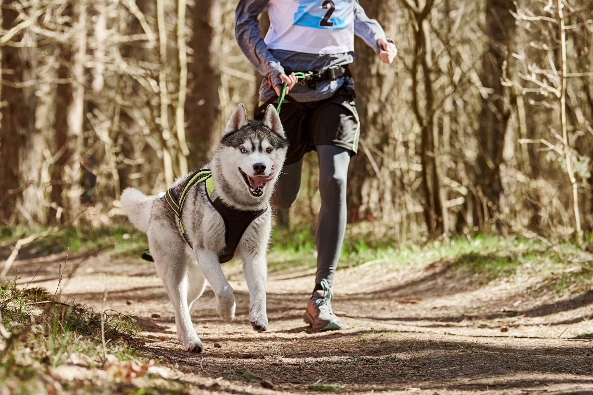 11 Rugged Dog Breeds That Make The Best Hiking Buddies 5 Siberian Husky alert and hardy, built for endurance and adventure.