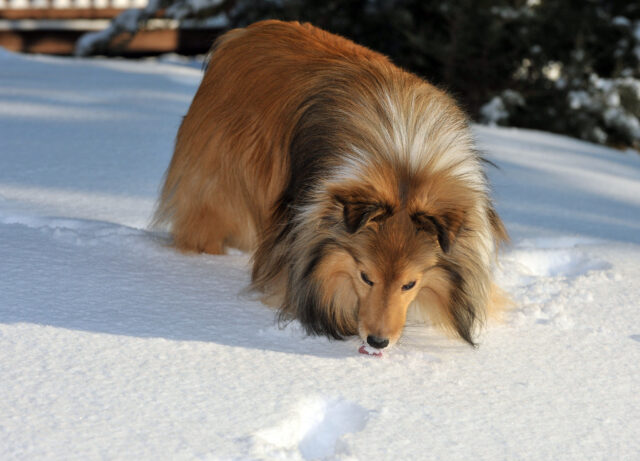 Sheltie eating best raw dog food.
