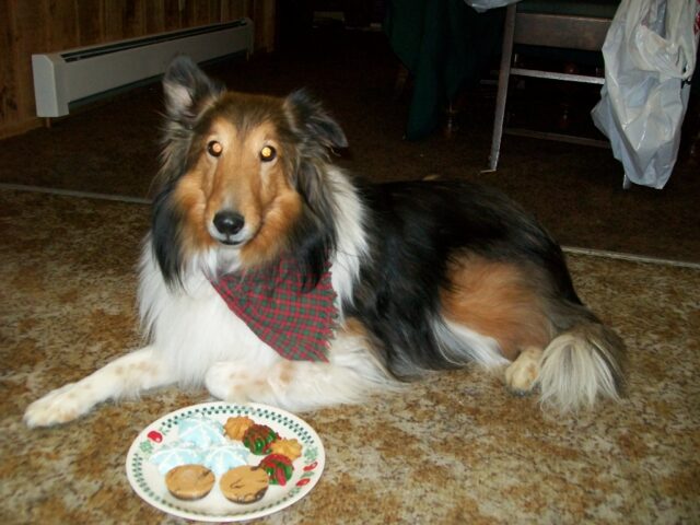 Sheltie eating best raw dog food.