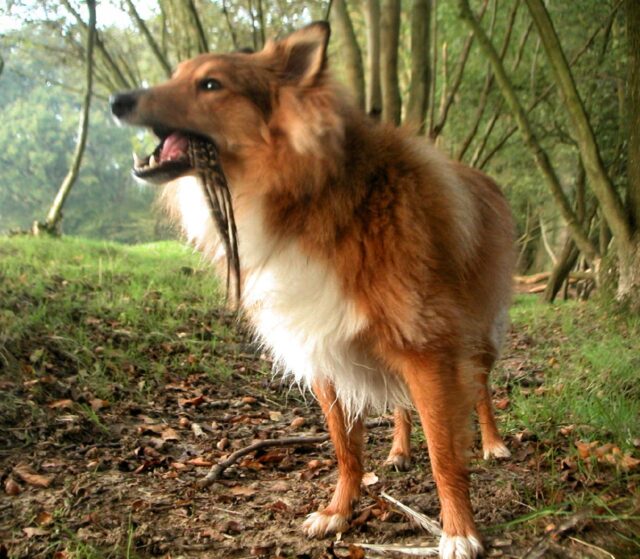 Sheltie eating best raw dog food.