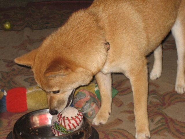 Best raw dog food for Shiba Inus