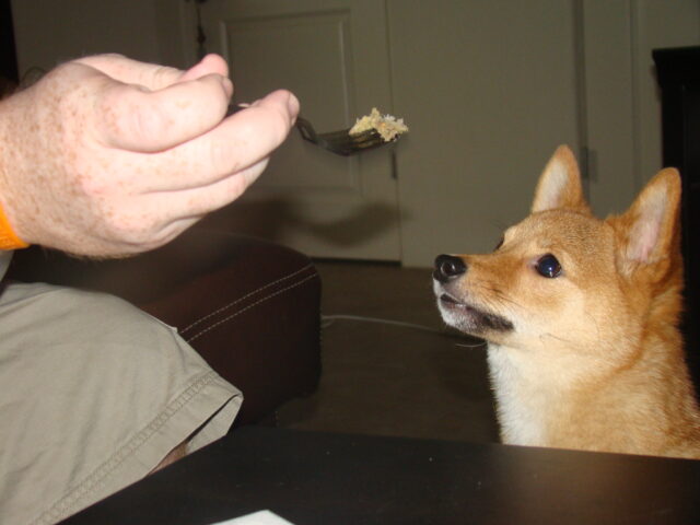 Best raw dog food for Shiba Inus