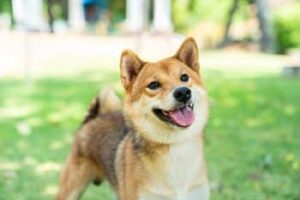 shiba inu dog playing garden dog playing field 1 350x233 1