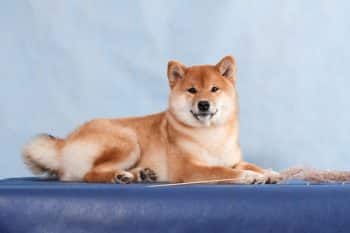 shiba inu dog with spikelet 2 1 350x233 1