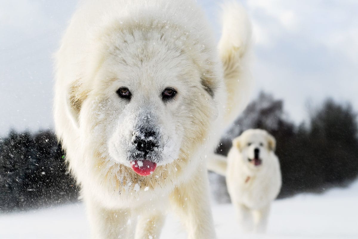 Great Pyrenees, calm and fluffy, thriving in snowy, quiet landscapes.