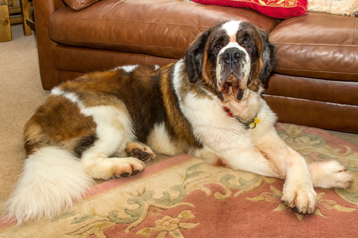 Saint Bernard droopy, lovable, and tracking dirt with every step