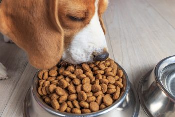 8 Best Dog Foods for Dogs with Atopic Dermatitis – 2026 3 shutterstock 1052525114 350x233 1