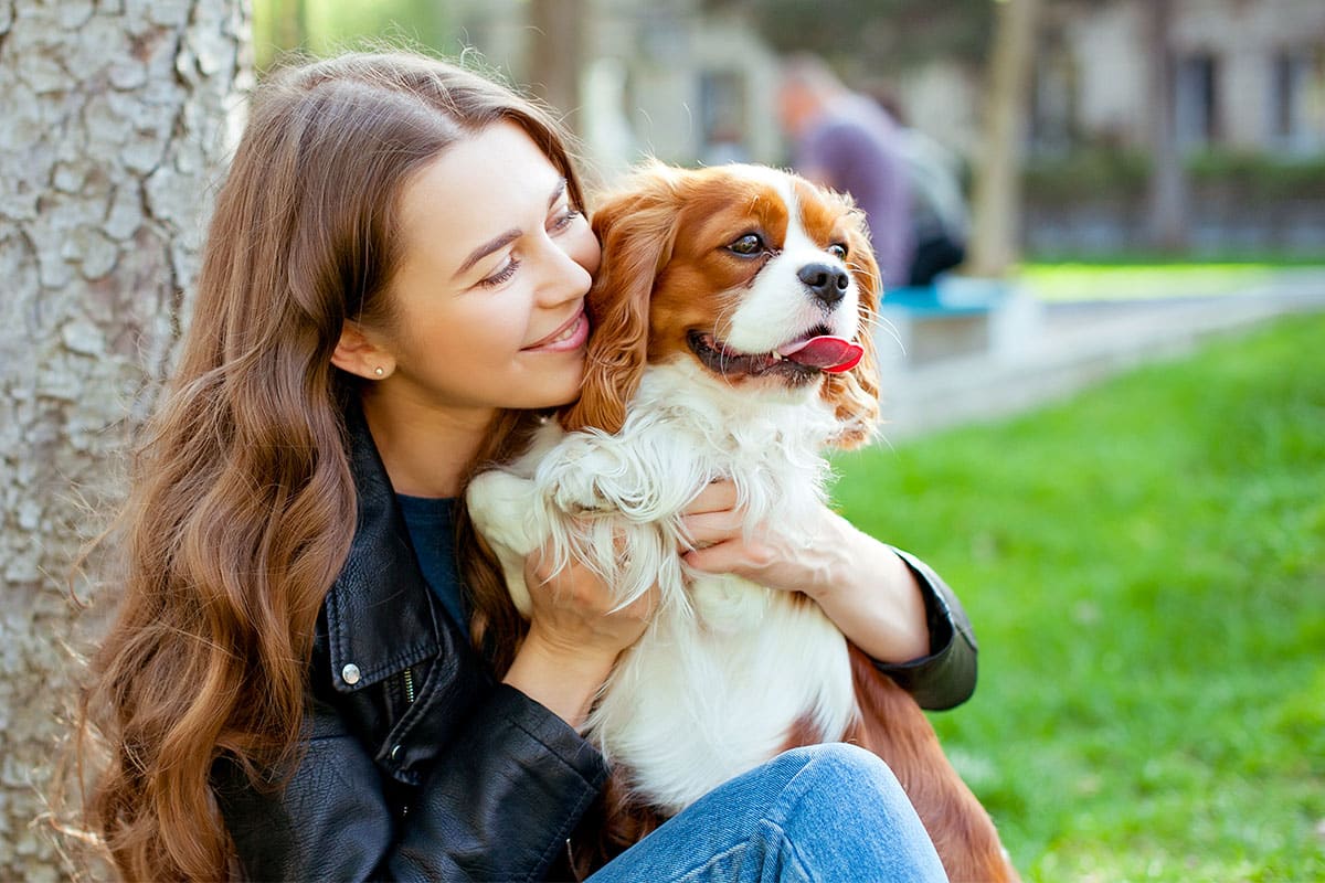 Cavalier King Charles Spaniel, sweet and calm, offering gentle comfort daily.