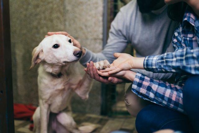 Shop These 14 Amazon Brands That Give Back to Dogs in Need 33 shutterstock 1079248691 e1746565012842