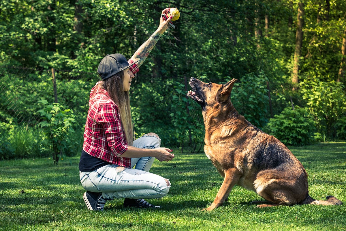 German Shepherd, calm and confident, following clear rules with loyal discipline.