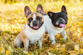 shutterstock 1217668345 350x233 1