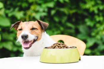 6 Best Dog Foods with Low or No AGEs – 2026 77 shutterstock 1350383105 350x234 1