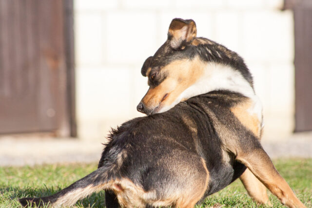 The 10 Best Flea & Tick Treatments For Dogs 41 best flea and tick treatments for dogs