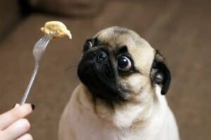 shutterstock 1415816189 350x233 1