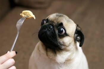 shutterstock 1415816189 350x233 1