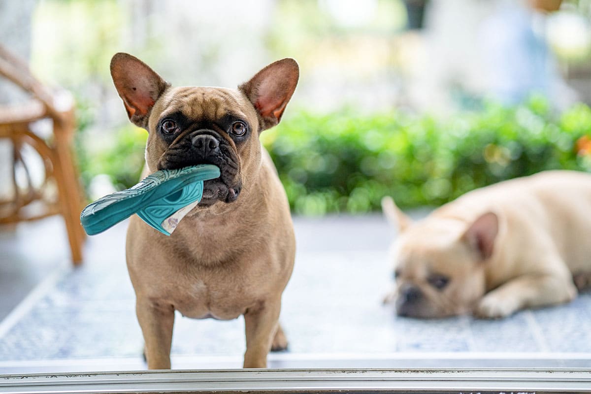  French Bulldog, playful and charming, turning small moments into fun.