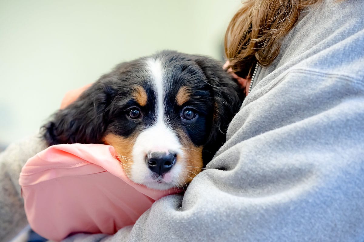 Bernese Mountain Dog, gentle and devoted, offering calm affection and trust.