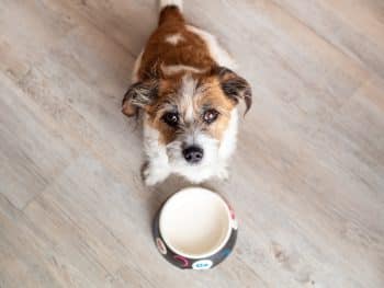 7 Best Dog Food Options For Picky Eaters – 2026 36 shutterstock 1654172422 350x263 1