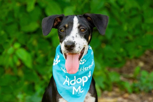 Shop These 14 Amazon Brands That Give Back to Dogs in Need 4 shutterstock 1770157223 scaled e1746564748497