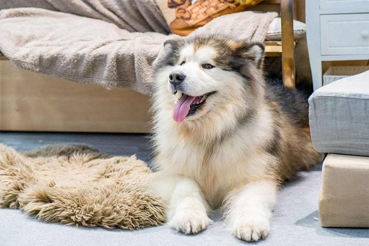 Alaskan Malamute, fluffy, energetic, and spreading dirt joyfully