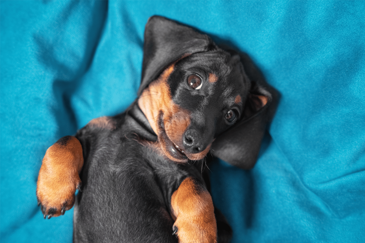 5 Best Puppy Calming Treats & Chews 17 shutterstock 1821982751