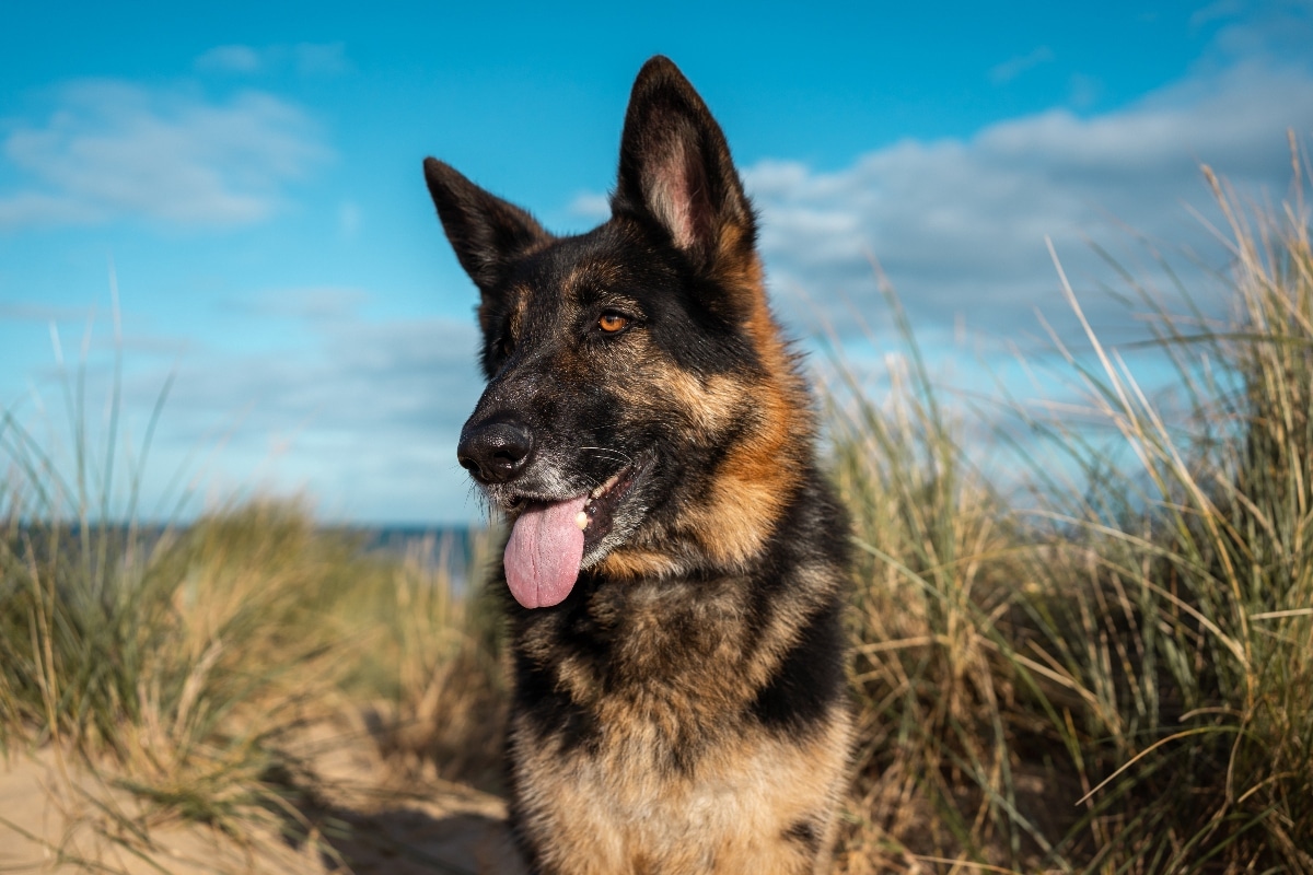 11 Rugged Dog Breeds That Make The Best Hiking Buddies 7 German Shepherd is focused and athletic, ready for challenging hikes and teamwork.