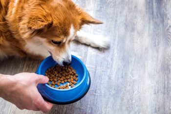 11 Best Dry Dog Foods 3 shutterstock 1902540739 350x233 1