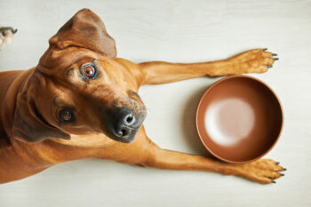 The 13 Best Dog Foods – 2026 45 shutterstock 1921117940 350x233 1