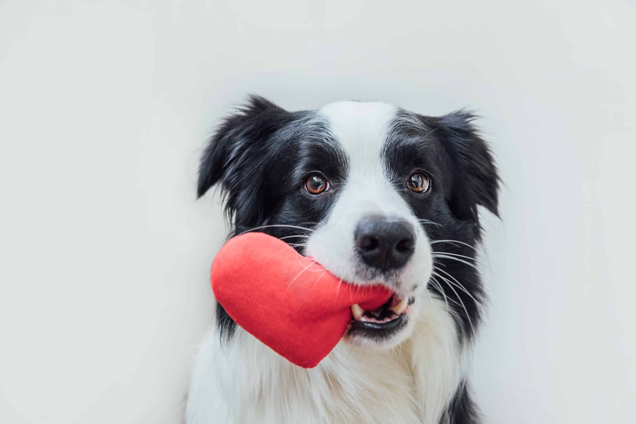 15 Sweetheart Deals on Valentine’s Day Dog Toys, Treats, and More 4 shutterstock 2105123945 3 scaled 1