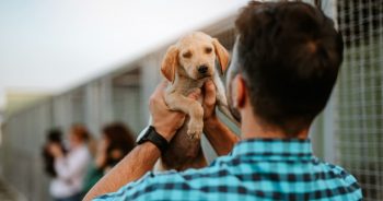 Shop These 14 Amazon Brands That Give Back to Dogs in Need 3 shutterstock 2136195045 2 1 e1746559001909 350x184 1