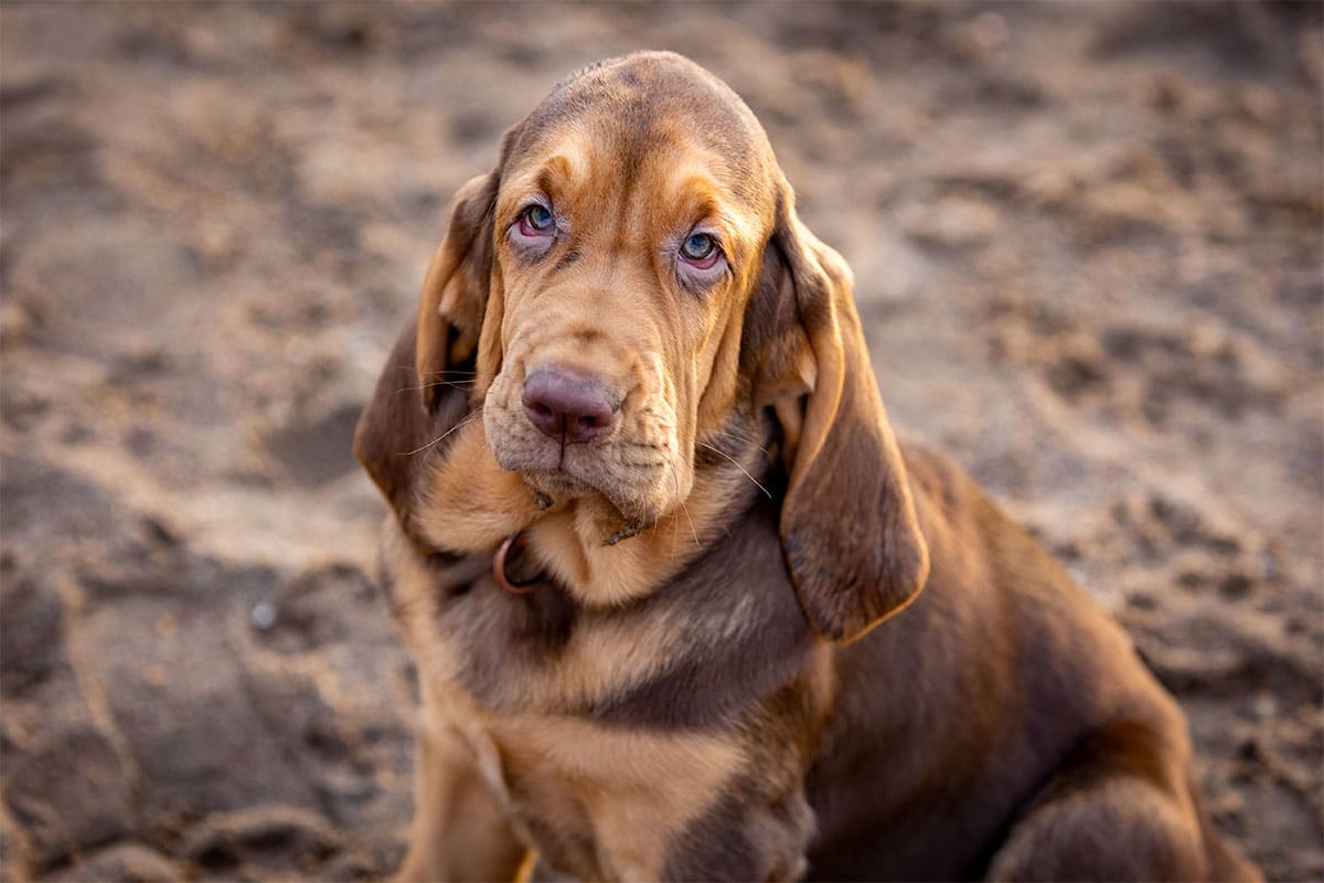 Bloodhound droopy, determined, and spreading dirt without concern