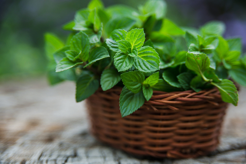 shutterstock_220495279