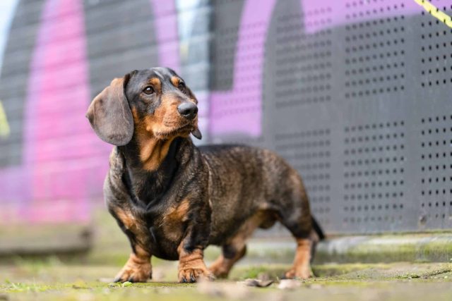 Dachshund, bold and determined, acting like a much larger dog