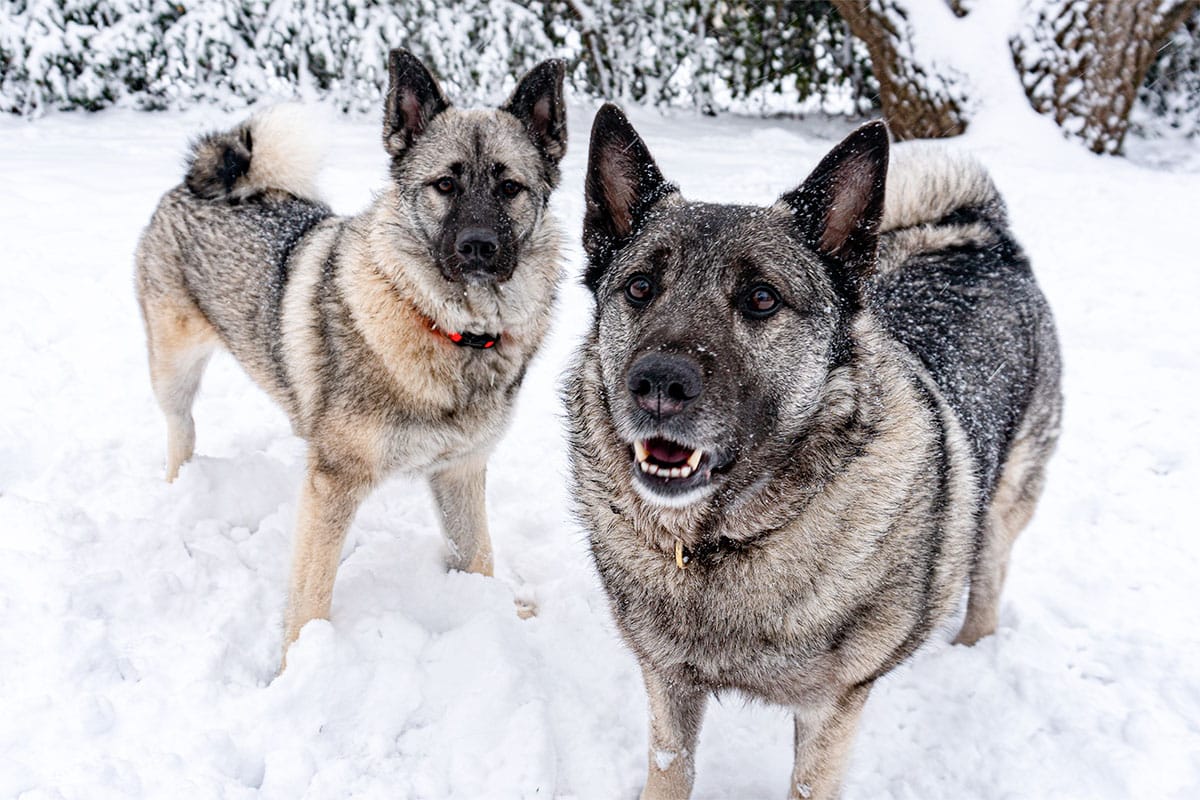 Norwegian Elkhound, sturdy and confident, enjoying frosty outdoor adventures.