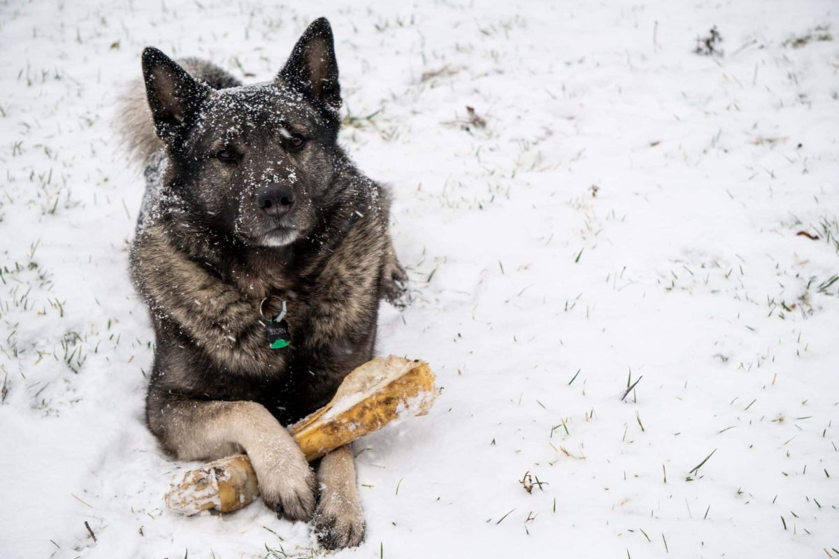 A furry, happy dog enjoying cool air, setting the tone for winter-loving breeds.