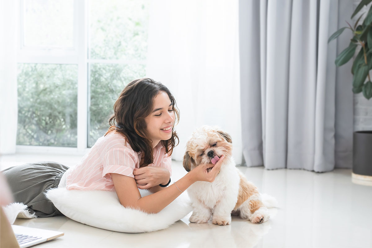 Shih Tzu calm and affectionate, thriving in peaceful, loving homes.