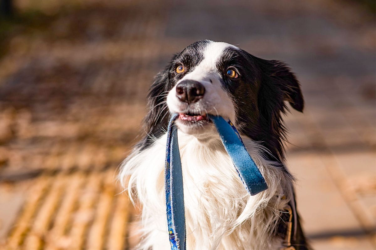 Border Collie alert and lively, eager to chase and play.